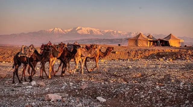 Desert camel