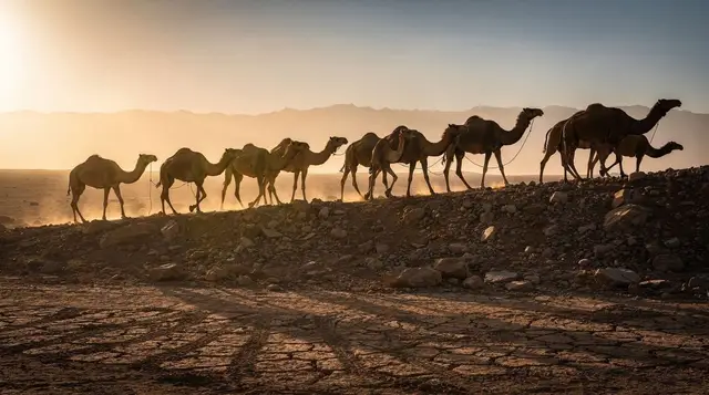 Camel Rides Around Marrakech